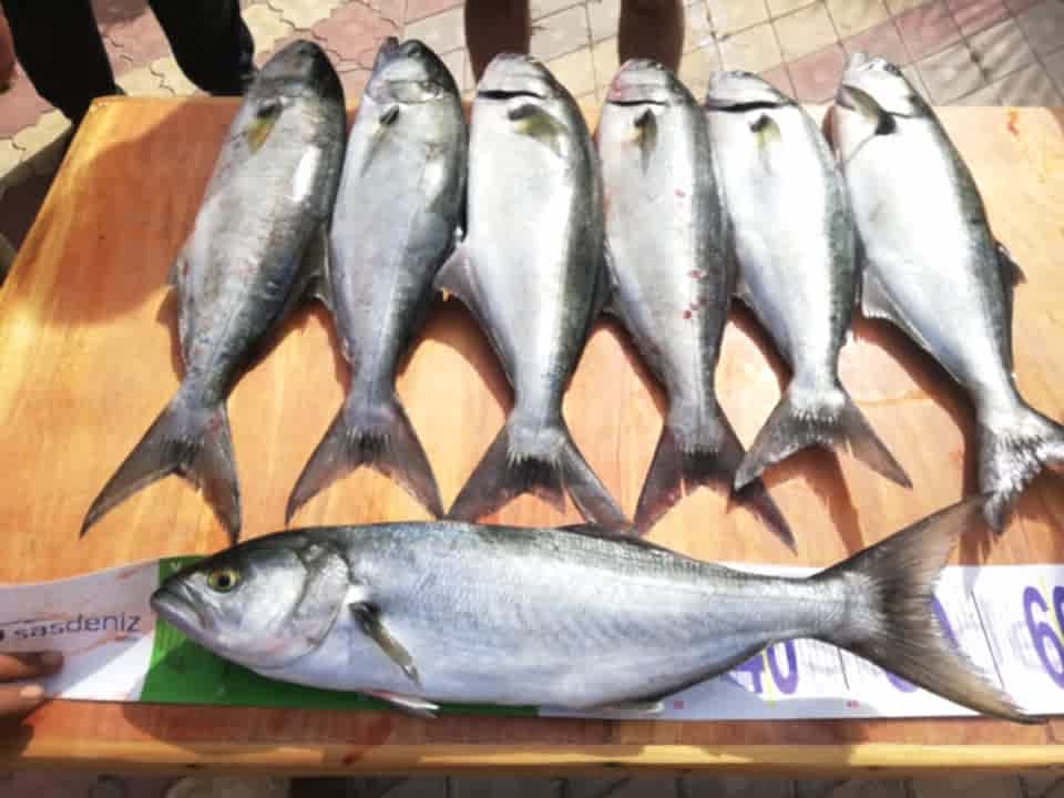 Kofana Avı