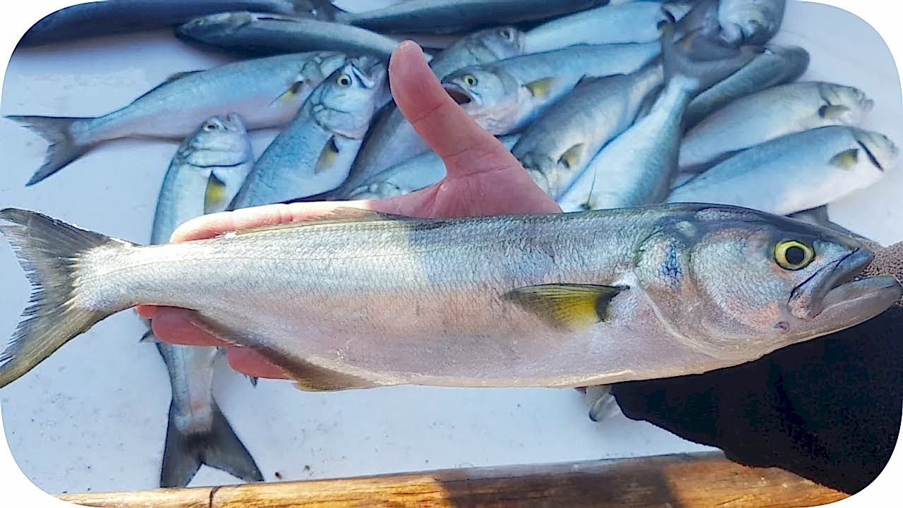 Bakı fishing